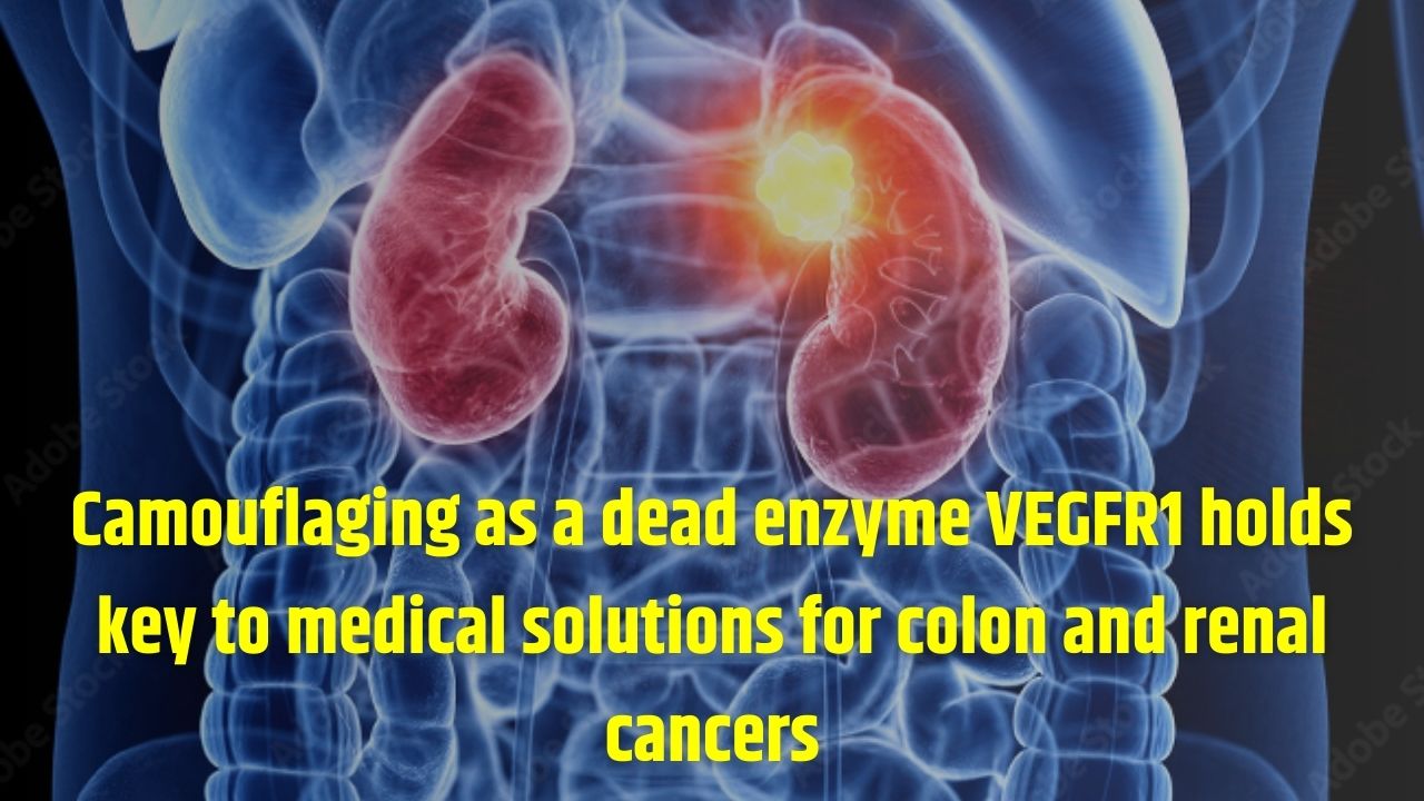 Camouflaging as a dead enzyme VEGFR1 holds key to medical solutions for colon and renal cancers