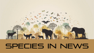 Species in News: Psilocybe Mushrooms