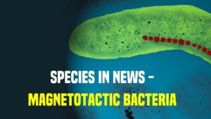 Species in News: Magnetotactic Bacteria