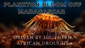 Unusual Plankton Bloom off Madagascar Driven by Southern African Drought