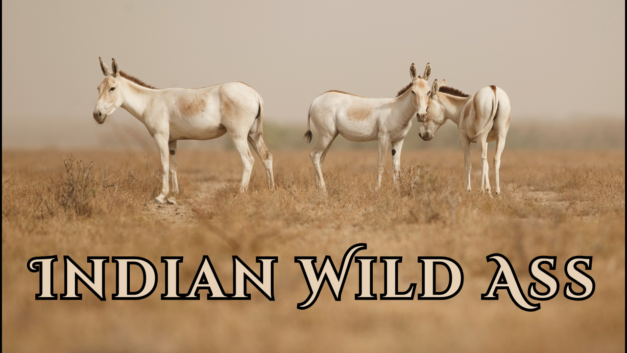 Species in News: Indian Wild Ass