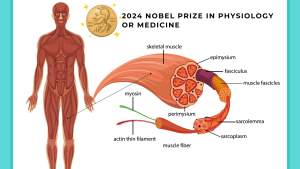 2024 Nobel Prize in Physiology or Medicine