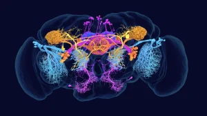 Fruit Fly Brain - Unveiling the Mysteries.