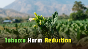Tobacco Harm Reduction