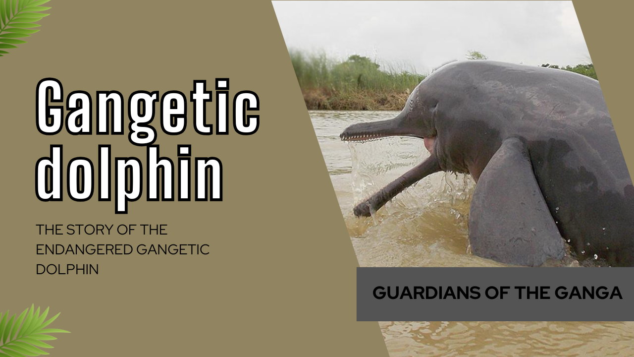 Gangetic Dolphin : The Story of the Endangered Gangetic Dolphin