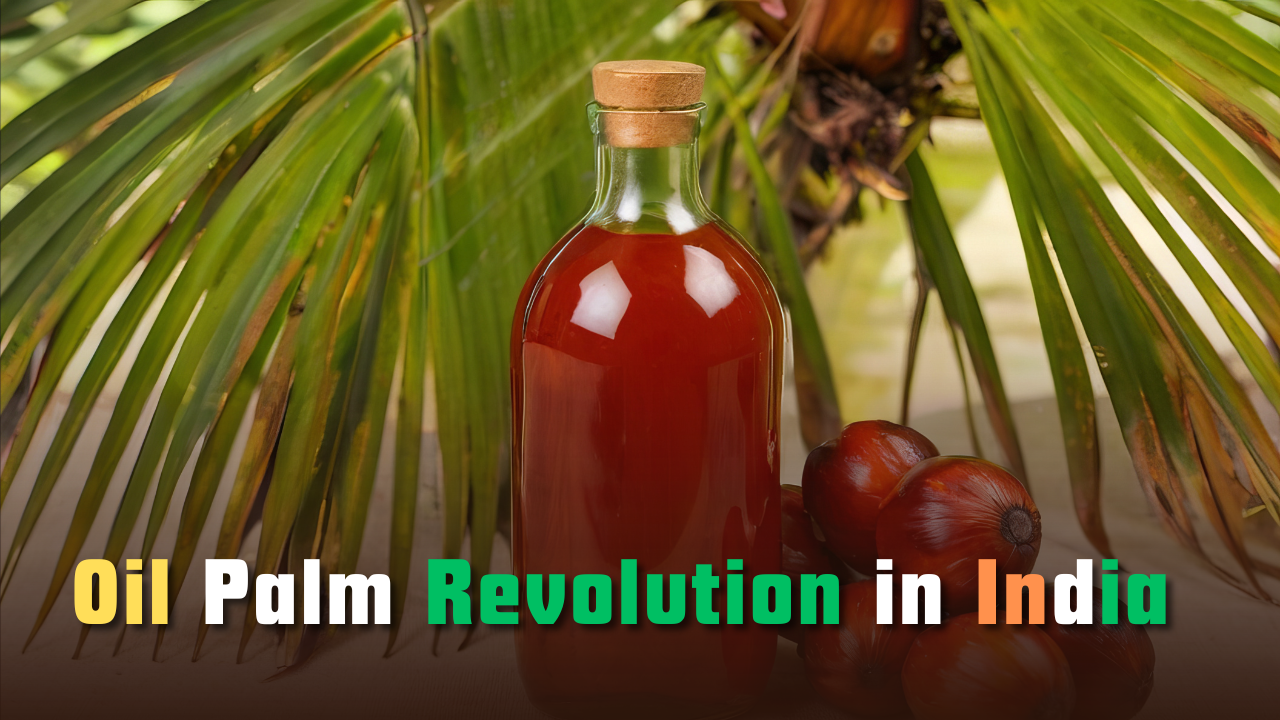 Oil Palm Revolution in India