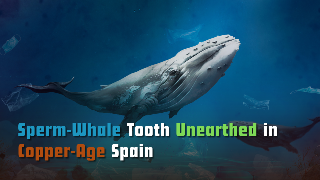 A Sperm-Whale Tooth Unearthed in Copper-Age Spain