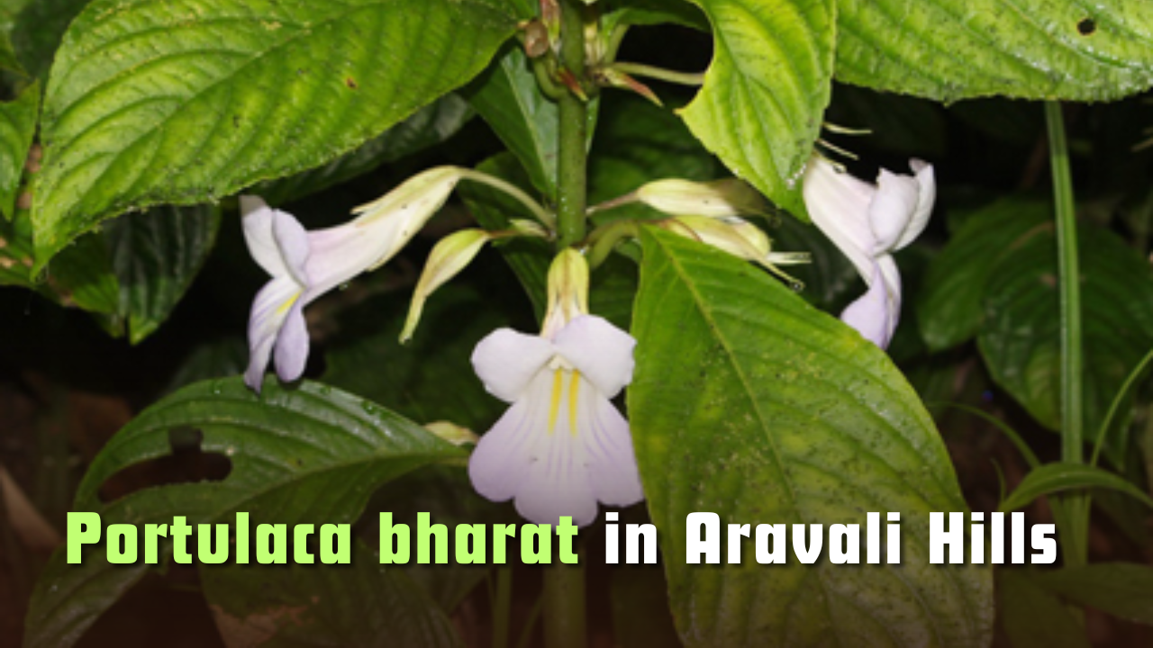 Discovery of Portulaca bharat in Aravali Hills