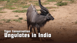 Ungulates in India