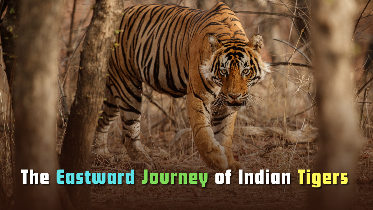The Eastward Journey of Indian Tigers