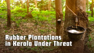 Rubber Plantations in Kerala Under Threat