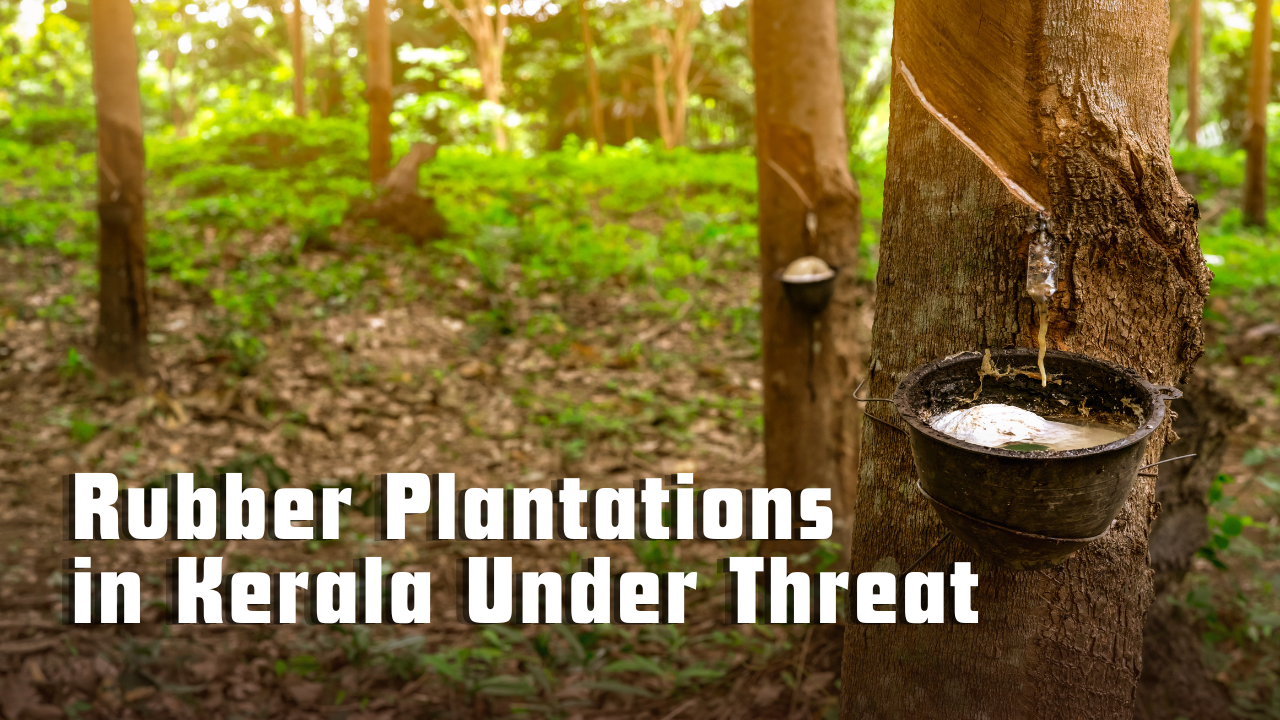 Rubber Plantations in Kerala Under Threat