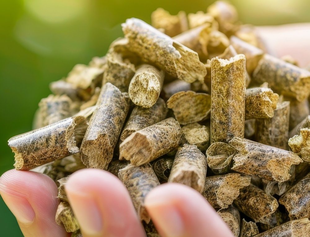 Maharashtra’s Bamboo Biomass Mandate: Green Gold for Thermal Power Plants